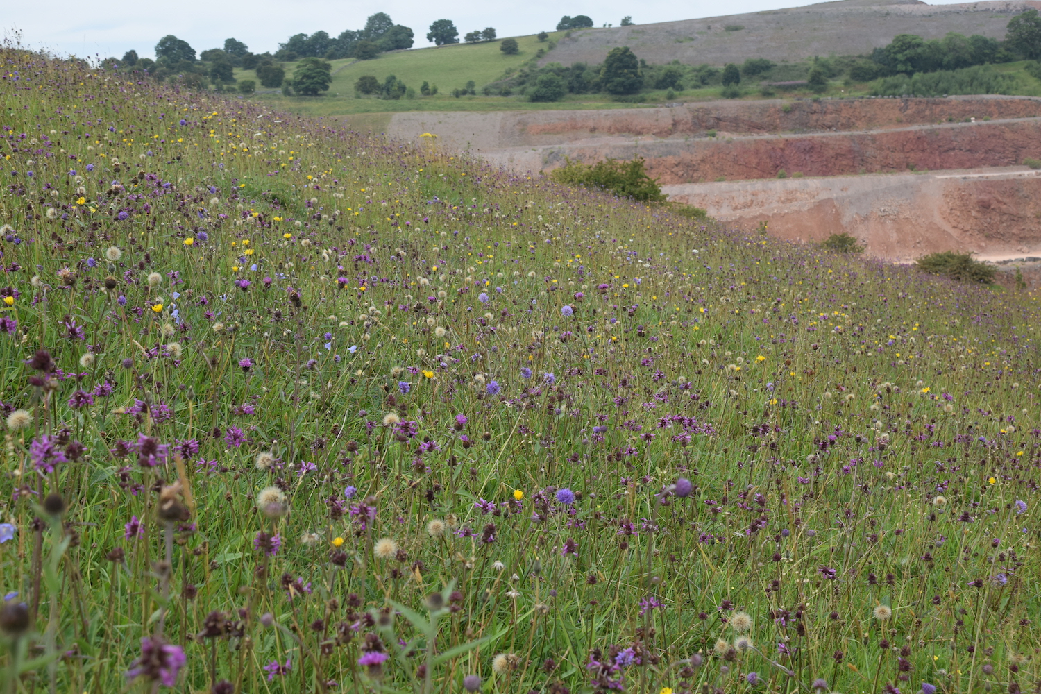 Cauldon Dales SSSI